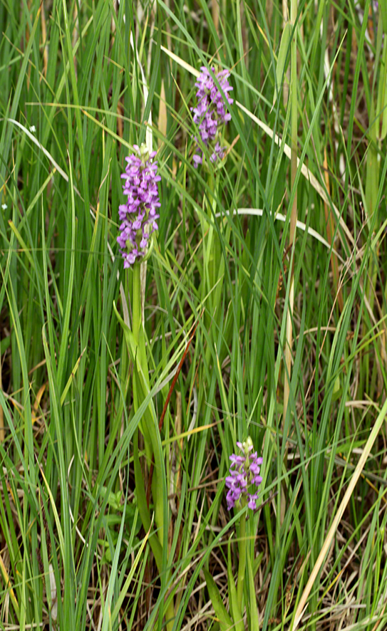 Dactylorhiza incarnata – Fleisch-Fingerwurz